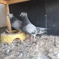 جفت سبزآبادانی|پرنده|بندر ماهشهر, |دیوار