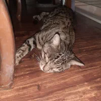 گربه پیدا شده حتما خانگی صاحب داره