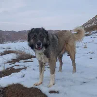 سرابی|سگ|باسمنج, |دیوار