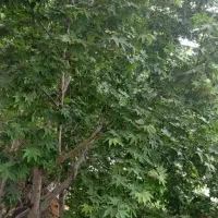 فروش-ویلایی-جماران-300-متری-ضابطه-M4