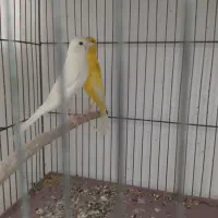 طلایی، سفید، لاکی