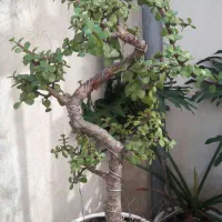 بونسای ژاپنی