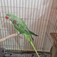 شاه طوطی.ملنگو مرغ عشق.مولد