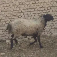 بره نر