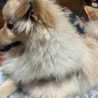 سگ پامر ماده|سگ|رشت, گلسار|دیوار