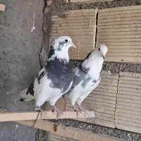 کفتر یاکبوتر