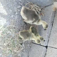 جوجه قوغاز اوکراینی
