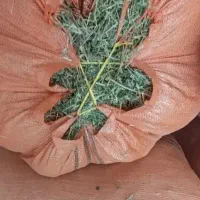 یونجه