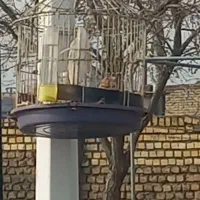 دوتا طوقی خاکی