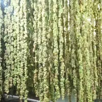 کشمش آفتابی|خوردنی و آشامیدنی|شهرکرد, |دیوار