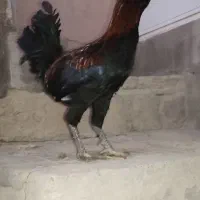 خروس گلین