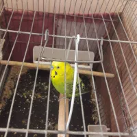 مرغ‌عشق‌ نر‌‌ بالغ|پرنده|فردیس, ثابتی|دیوار