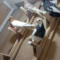 همه بازیکن معاوضه