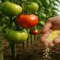 فروش انواع کود کشاورزی