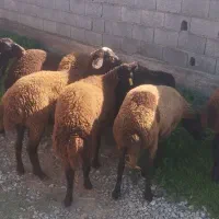 بره|حیوانات مزرعه|سیمین شهر, |دیوار