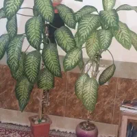 سه عدد گل دیفین