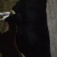 فروش‌‌نقد‌تخفیف‌جزعی‌سرمعامله