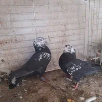 جفت کله ماسی