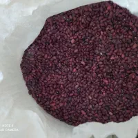 لوبیا قرمز درجه یک سرحد