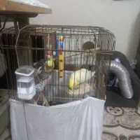 عروس هلندی|پرنده|فردیس, شهرک شهید حسینی|دیوار