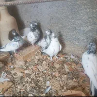 کبوتر تیدی کله دم سبزتکی قیمت فرق میکنه