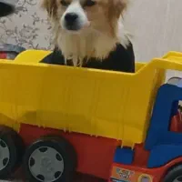 توافقی معاوضه