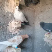 سه عدد نرپریده