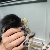 بچه خرگوش مینی لوپ