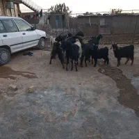 6عدد بز فروشی|حیوانات مزرعه|کوهدشت, |دیوار