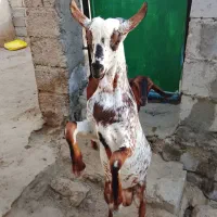 کهره نری شهری|حیوانات مزرعه|قشم, |دیوار