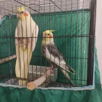 جفت طوطی عروس هلندی مولد با ضمانت|پرنده|کرمان, |دیوار