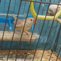 فنچ|پرنده|ملارد, |دیوار