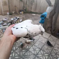 دمبی|پرنده|شاهرود, |دیوار