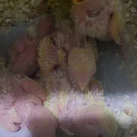 طوطی برزیلی سرلاکی