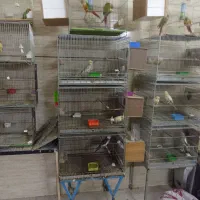 پرنده عروس ملنگو گرینچیک راهب|پرنده|چهاردانگه (تهران), |دیوار