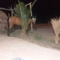 این اسب ربوده شده اطلا دهنده پاداش