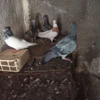 کبوتر دانه‌ای۲۰۰تومن