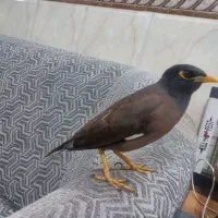 مرغ مینا باهوش و زرنگ