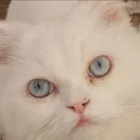 گمشده گربه|حیوانات|بجنورد, |دیوار