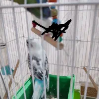 طوطی برزیلی و مرغ عشق|پرنده|پیشوا, |دیوار