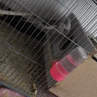 عروس هلندی سفید دست آموز نیم سخنگو|پرنده|نقده, |دیوار