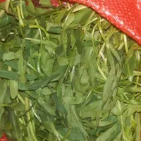 فروش پاقازه