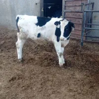 گوساله هلشتاین|حیوانات مزرعه|قنوات, |دیوار