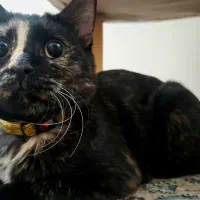 واگذاری گربه DsH ماده عقیم شده