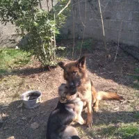 سگ ژرمن ماده|سگ|ماکلوان, |دیوار