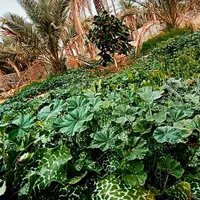 باغ ویلا استخر دار نی‌نیزک شاهزاده ابراهیم|فروش خانه و ویلا|برازجان, |دیوار