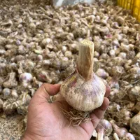 سیرمحلی|خوردنی و آشامیدنی|نکا, |دیوار