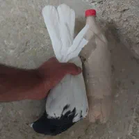 کله سیاه نر عروسک|پرنده|مشهد, ویلاشهر|دیوار