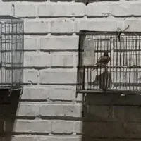 طوطی عروس هلندی|پرنده|اندیمشک, |دیوار