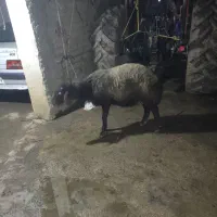 بره نر|حیوانات مزرعه|صادق آباد, |دیوار